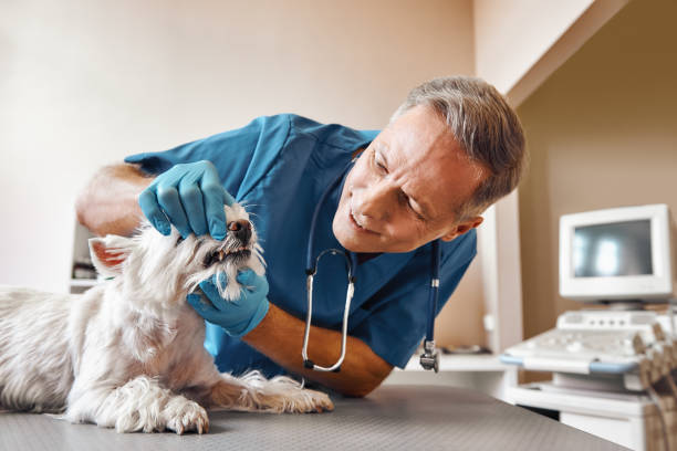 Best 24-Hour Emergency Dentist in Rancho Mission Viejo, CA